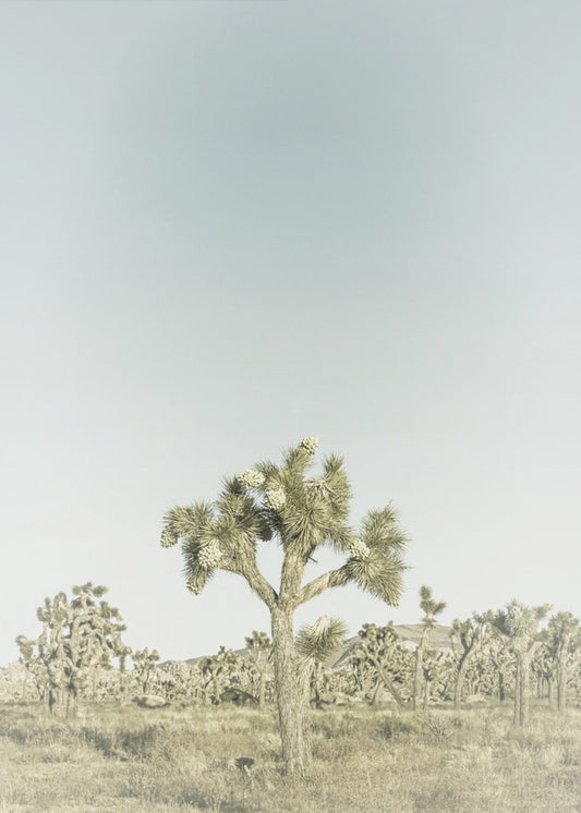 Vintage Joshua Tree National Park | Poster