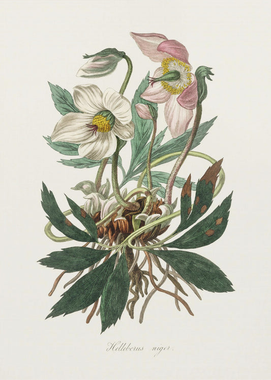 Christmas Rose (helleborus Niger)  Medical Botany | Poster