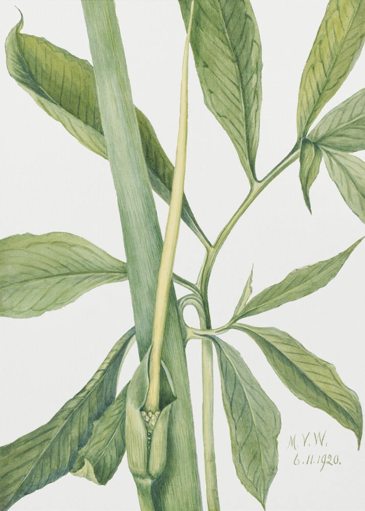 Greendragon (1920) | Canvas