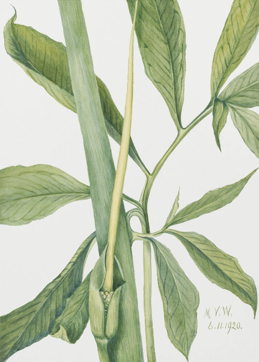 Greendragon (1920) | Canvas