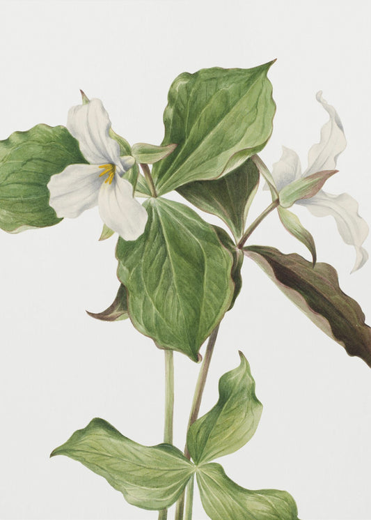 Large White Trillium | Canvas