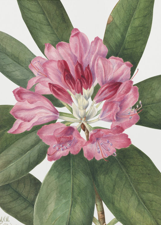 Mountain Rose Bay (1932) | Canvas