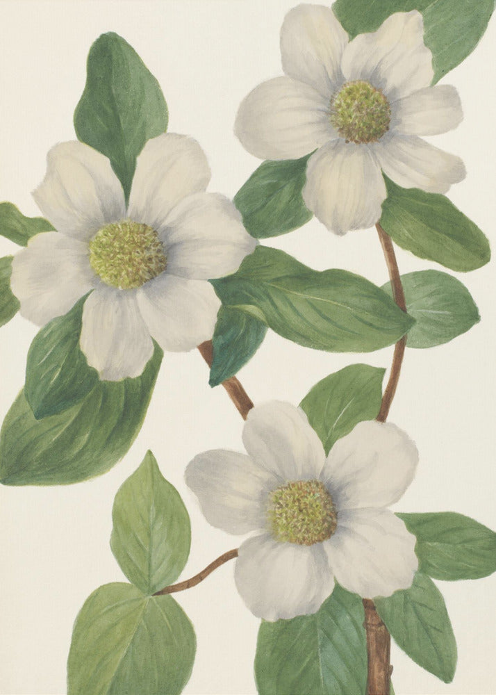 Pacific Dogwood | Canvas