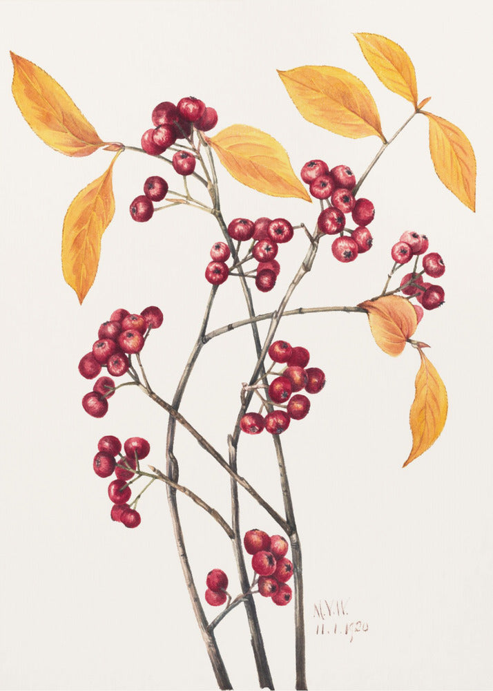 Red Chokeberry (1920) | Poster