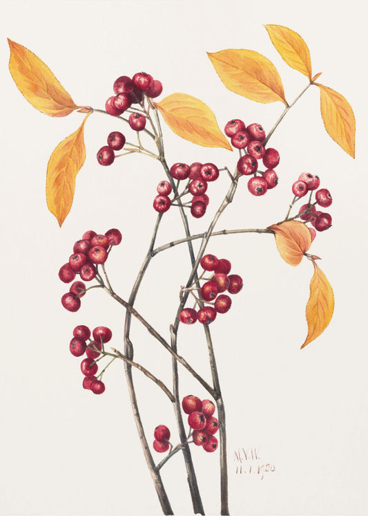 Red Chokeberry (1920) | Poster