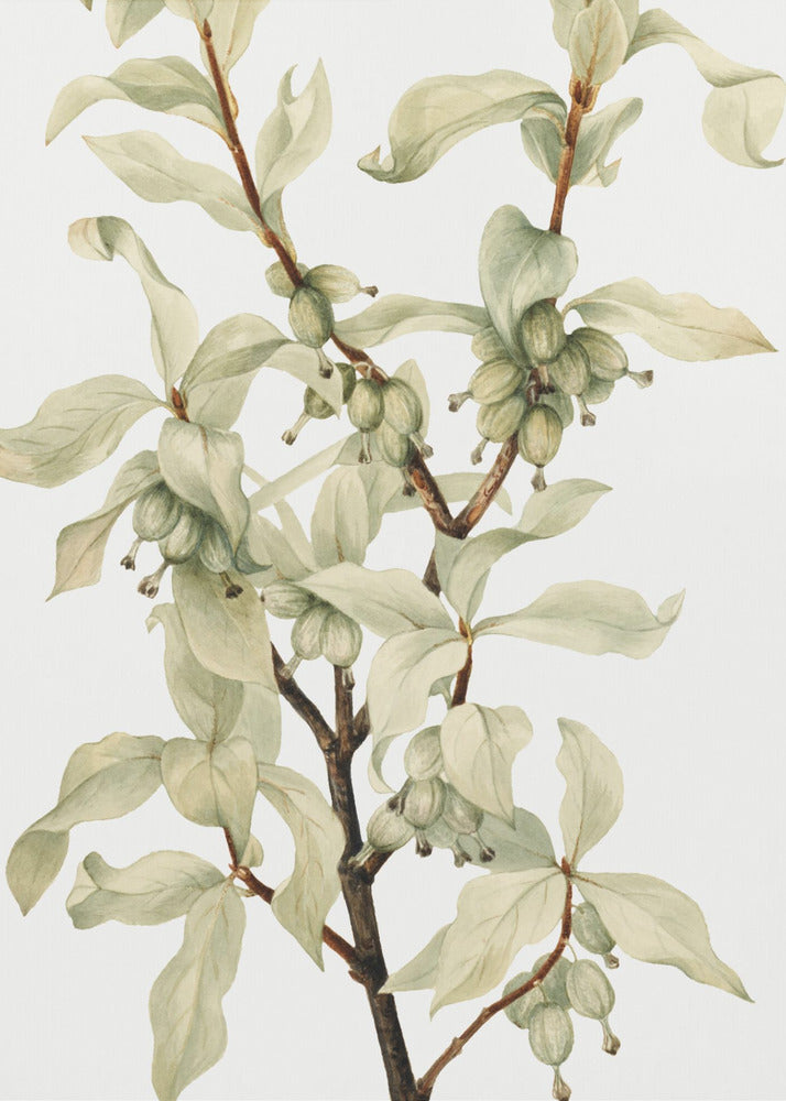 Silverberry (1922) | Canvas