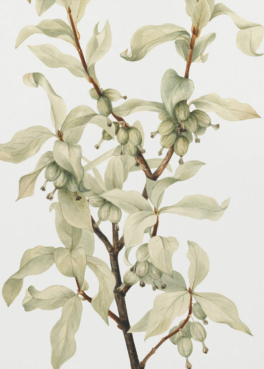 Silverberry (1922) | Canvas