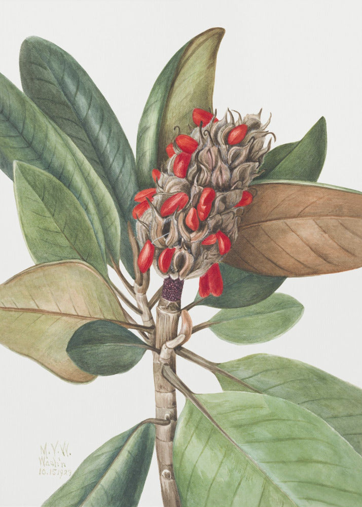 Southern Magnolia (1923) | Canvas