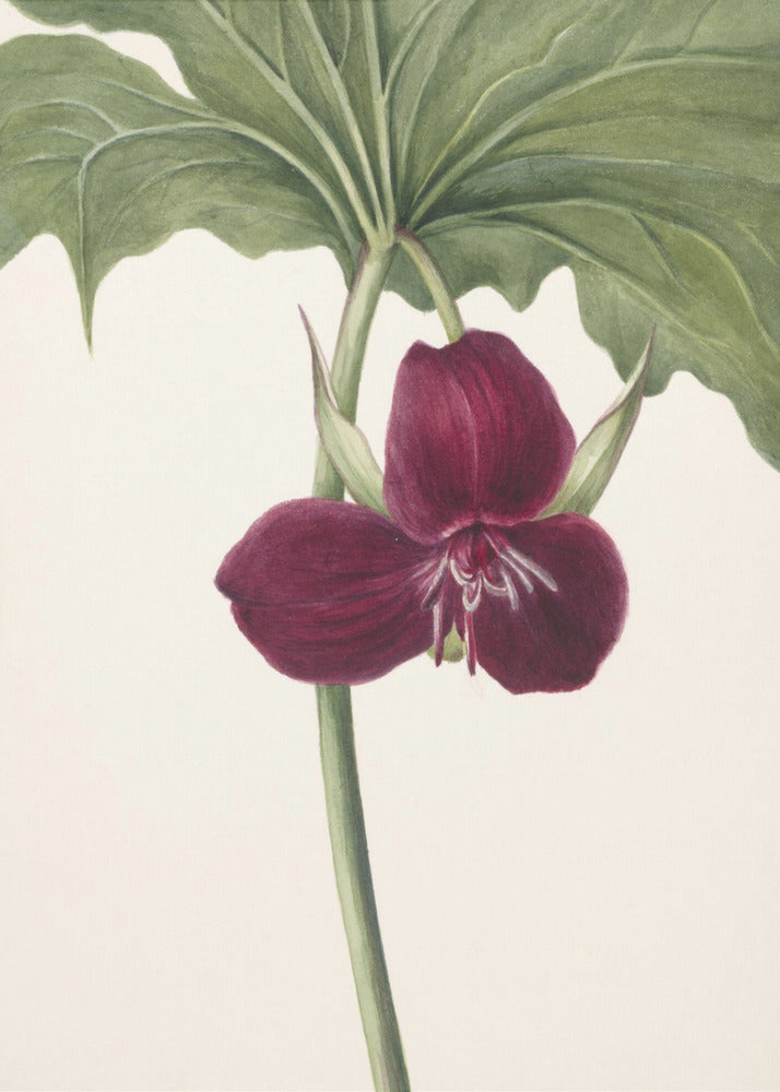 Sweet Trillium | Canvas