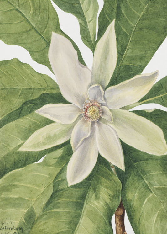 Umbrella Tree (1932) | Canvas