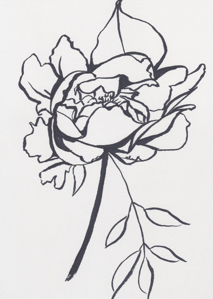 Black and White Peony Small | Poster