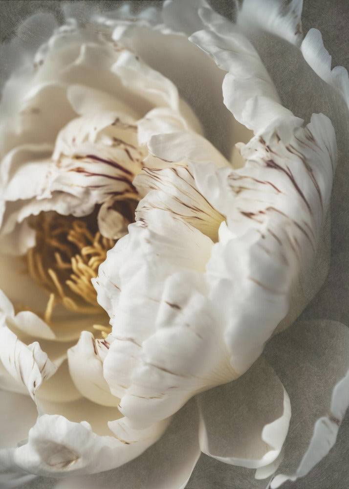 Petals of Serenity | Poster
