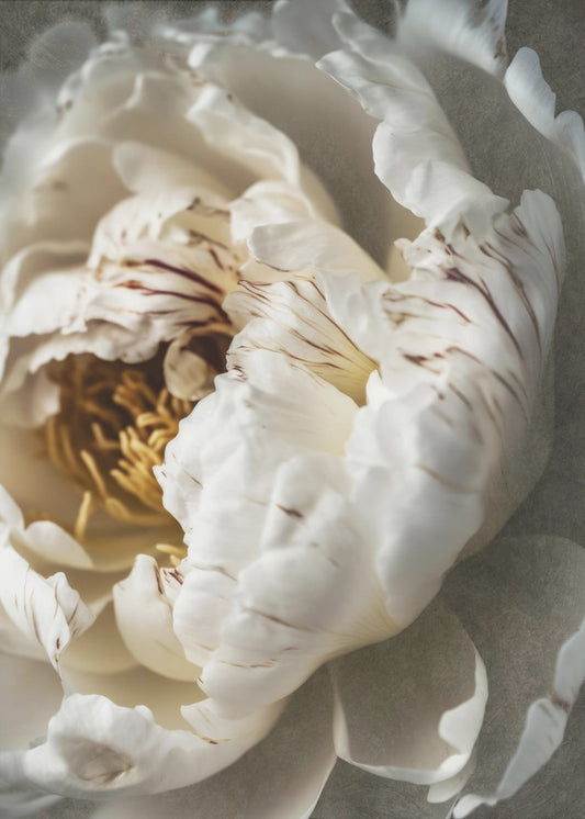 Petals of Serenity | Canvas