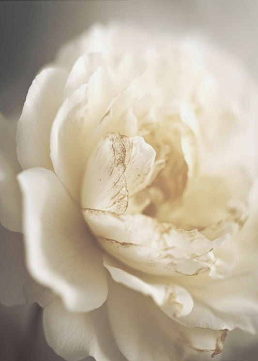 Ethereal Bloom | Canvas