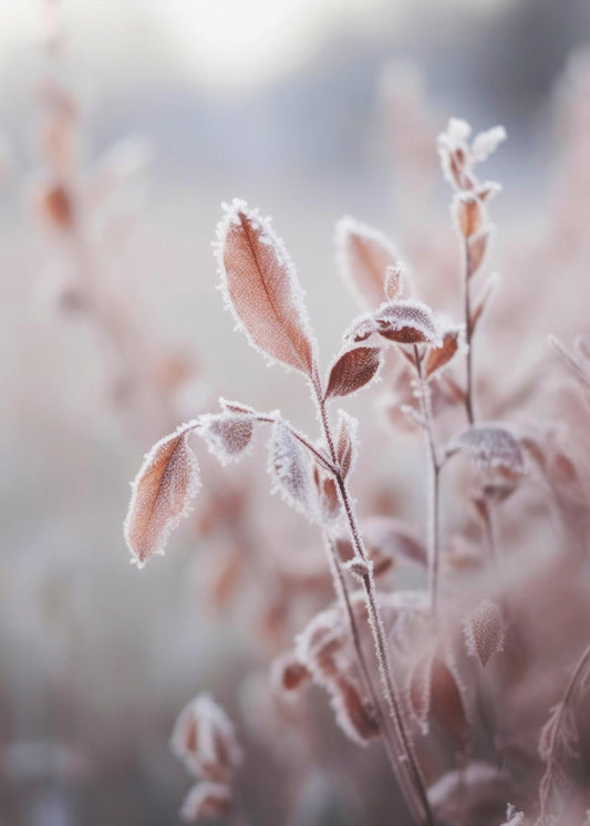 Frosted Elegance | Poster