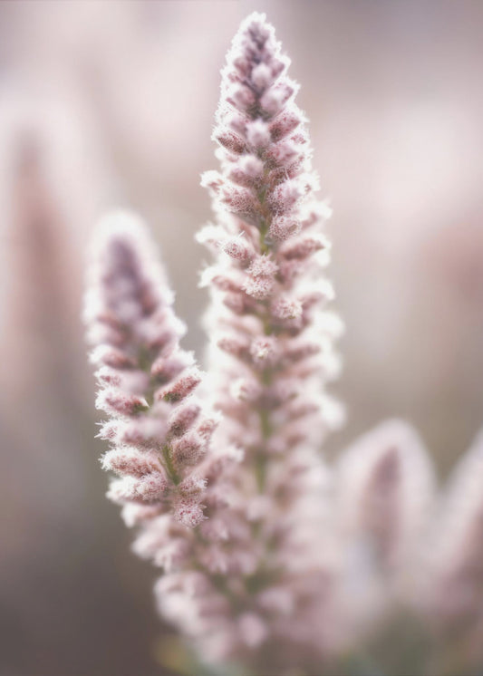 Soft Blossom Hues | Canvas