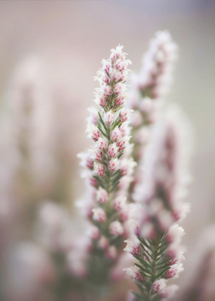 Whispers of Heather | Canvas