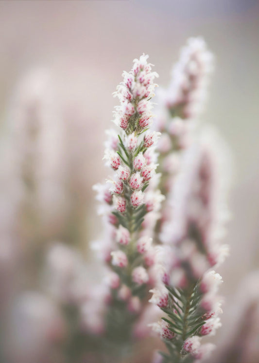 Whispers of Heather | Canvas