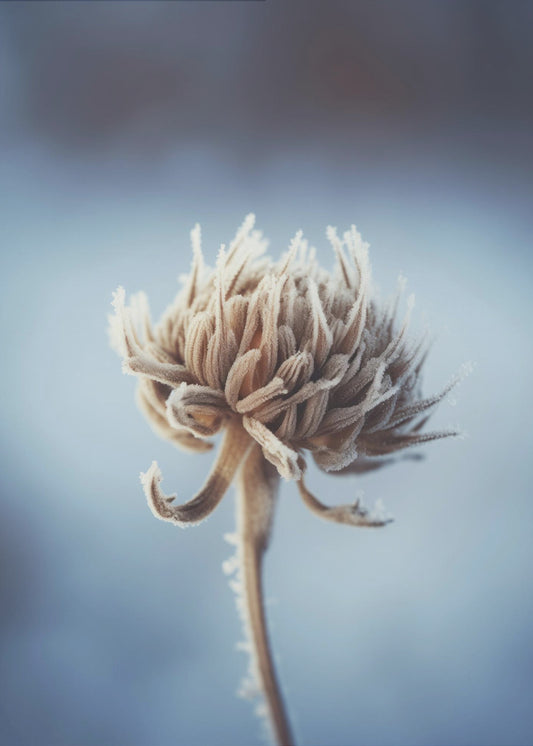 Frosted Blossom | Canvas