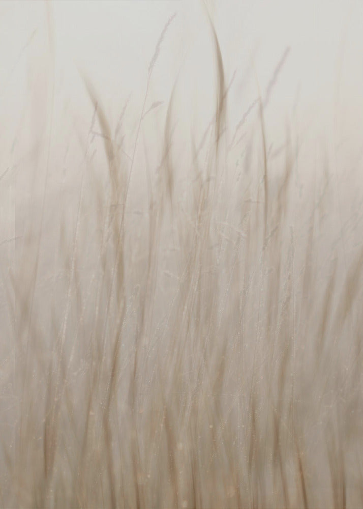 Meadow grass | Canvas
