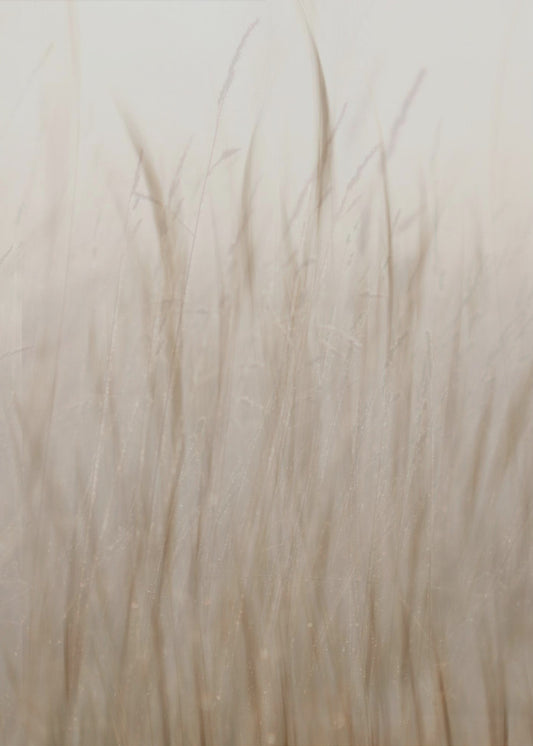 Meadow grass | Canvas