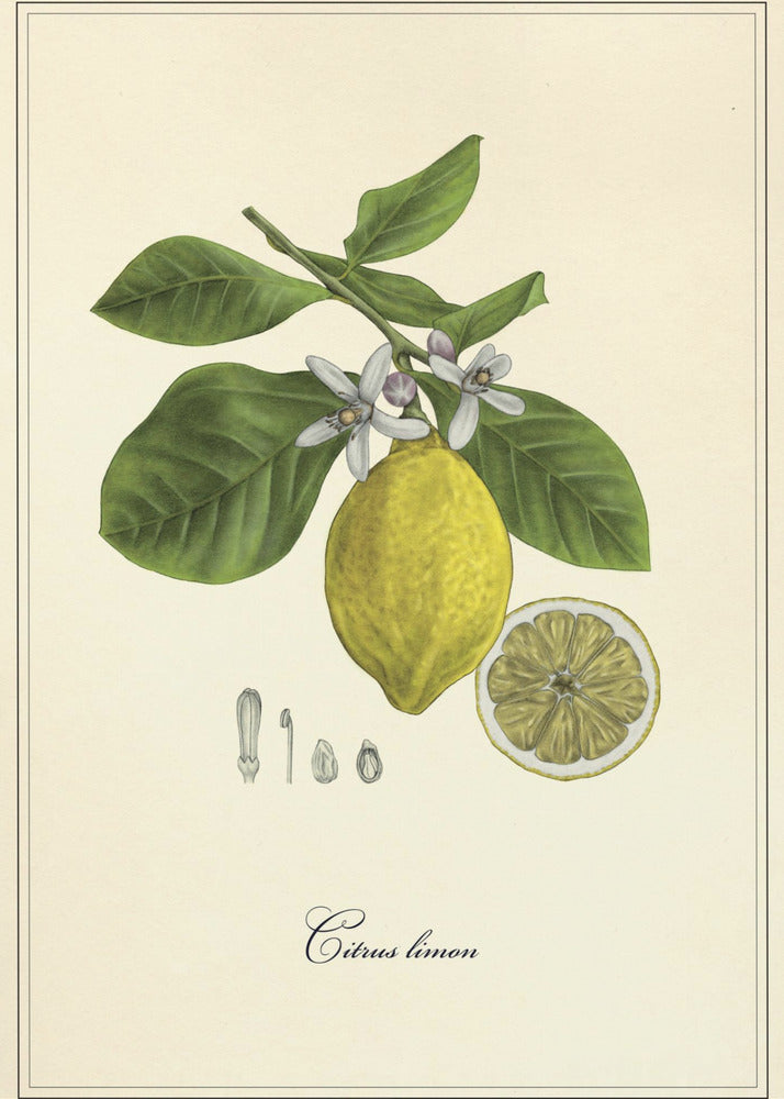 Lemon | Canvas