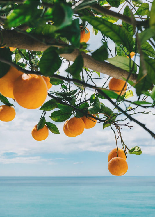 Amalfi Coast Oranges IV | Canvas
