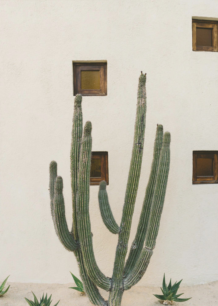 Cabo Cactus IX | Poster