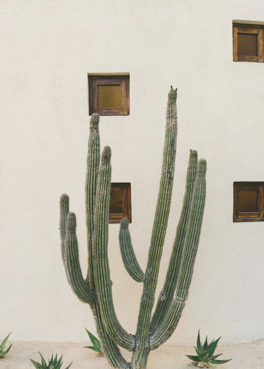 Cabo Cactus IX | Canvas