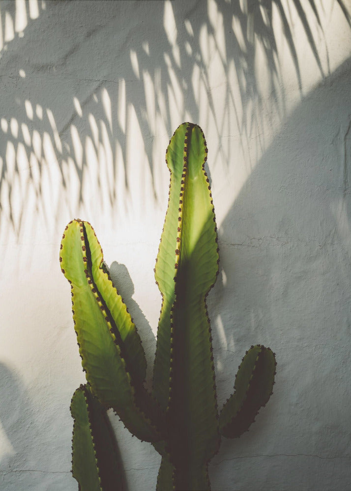 Socal Shadows | Canvas