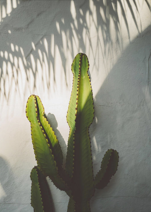 Socal Shadows | Canvas