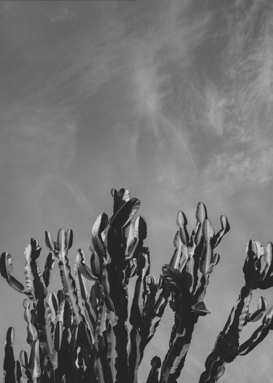 Monochrome Cactus Sky | Canvas