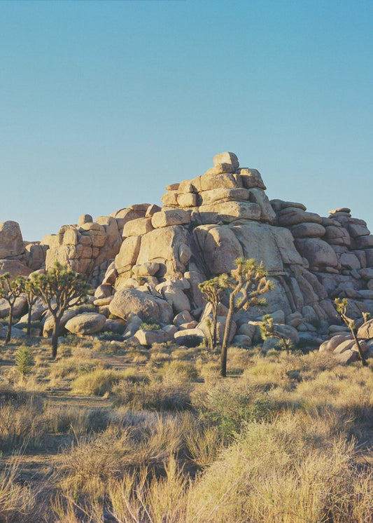 Joshua Tree Sunset | Canvas