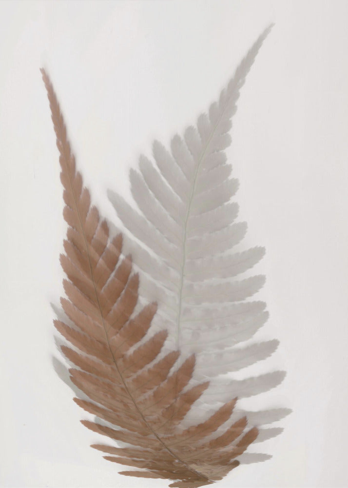 Autumn Fern | Poster