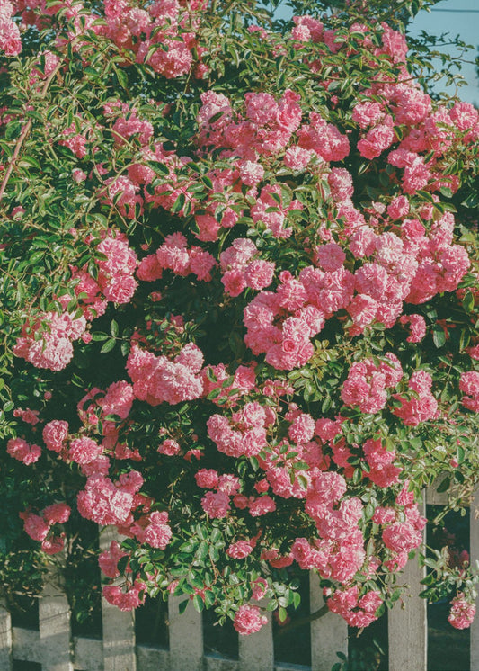 Cannon Beach Blooms | Poster