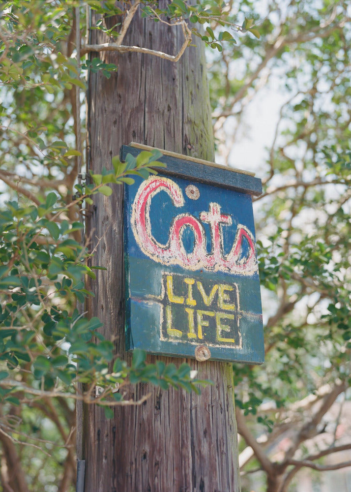 New Orleans Cats | Canvas