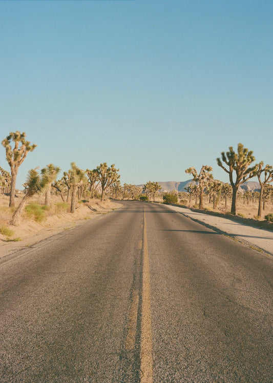 Joshua Tree Road II | Poster