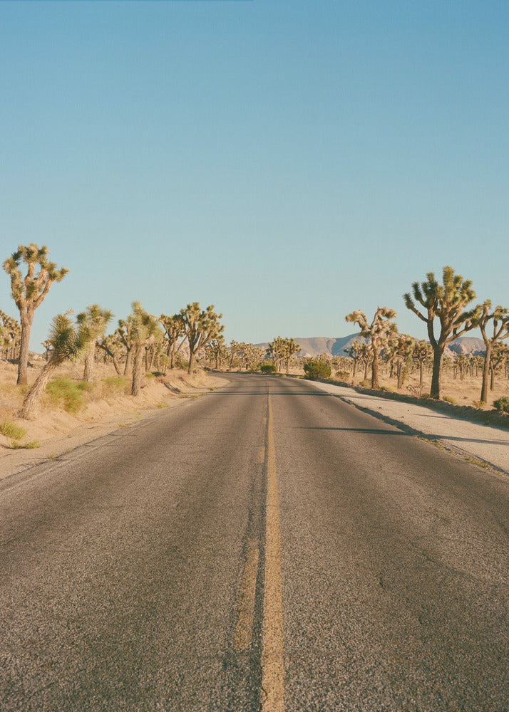 Joshua Tree Road II | Canvas