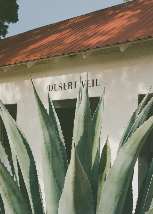 Desert Veil | Canvas