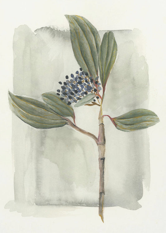 Viburnum davidii | Poster