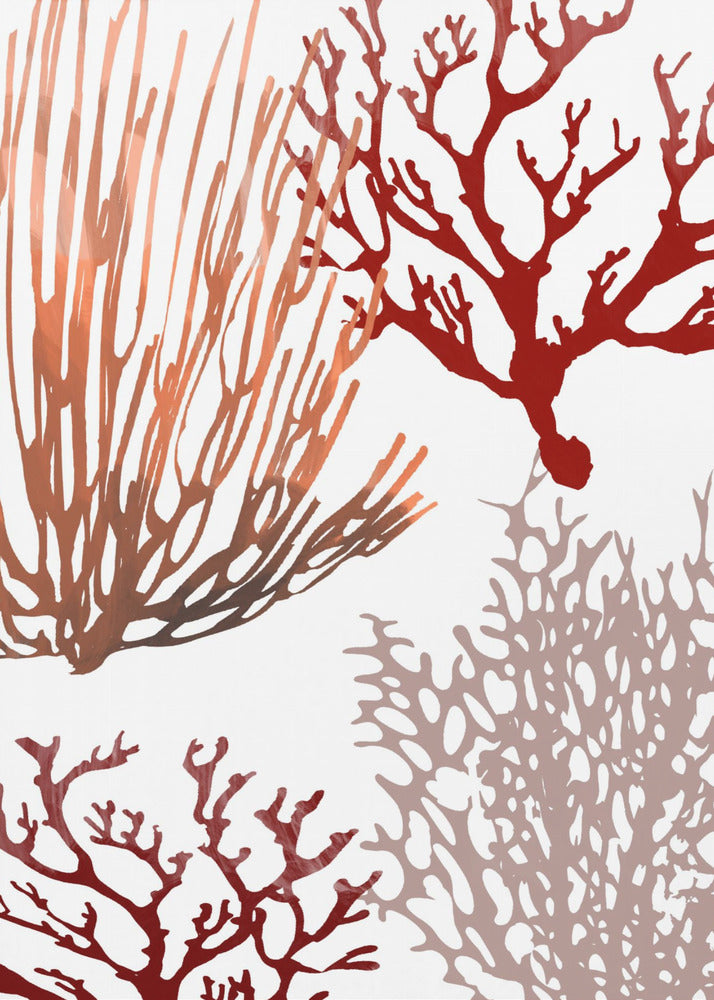 Pink and Red Sea Coral | Canvas