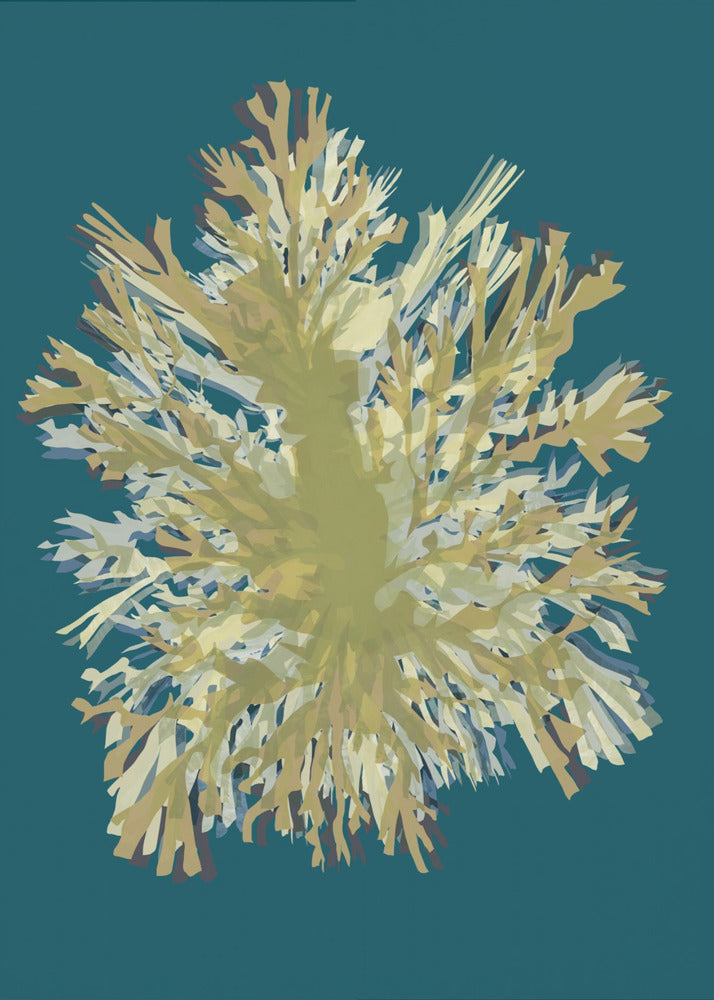 Seaweed  Poster 1 | Canvas