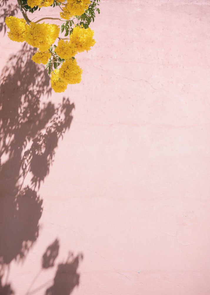 Yellow and Pink | Oaxaca Mexico | Canvas