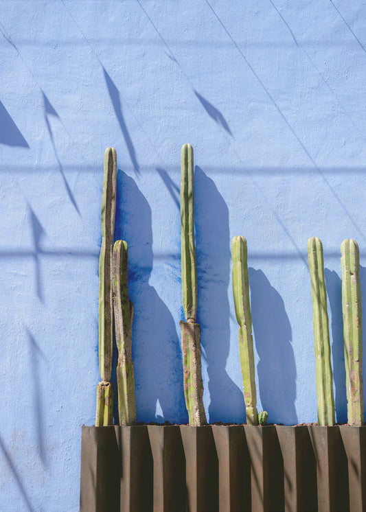 Tall Cacti | Oaxaca Mexico travel photography | Poster