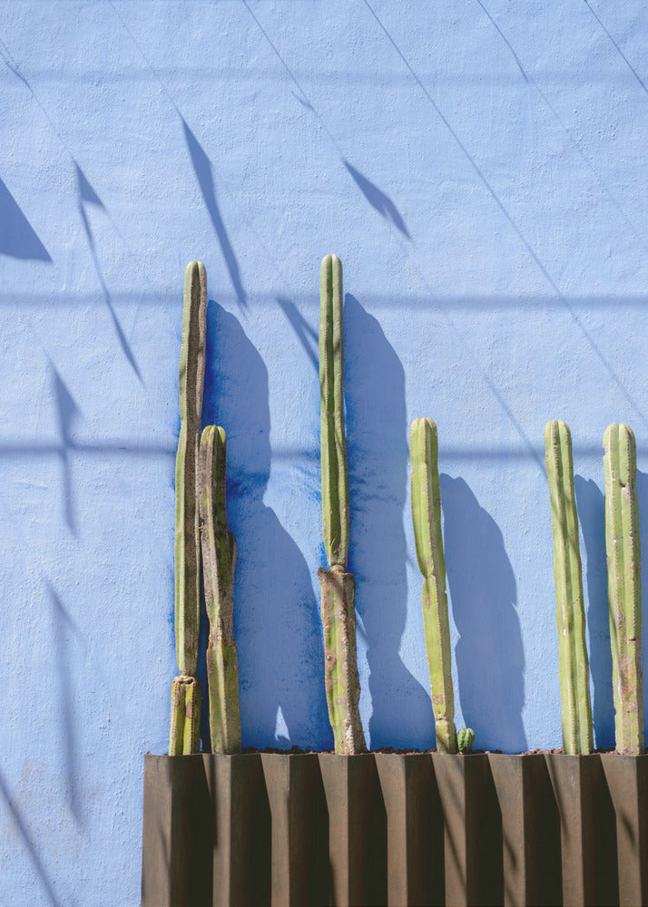 Tall Cacti | Oaxaca Mexico travel photography | Canvas