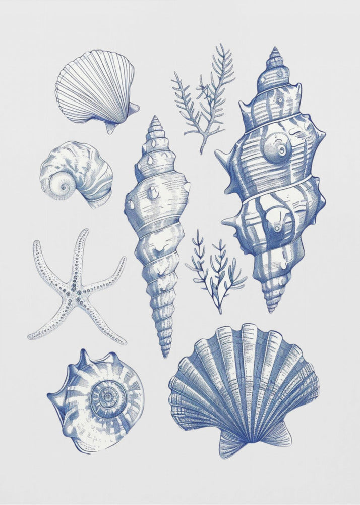 Shell Collage | Poster