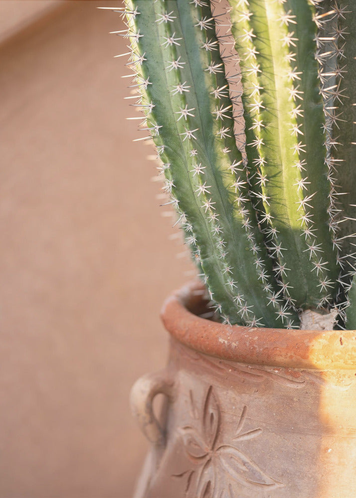 Green On Orange | Marrakech Travel Photography | Canvas