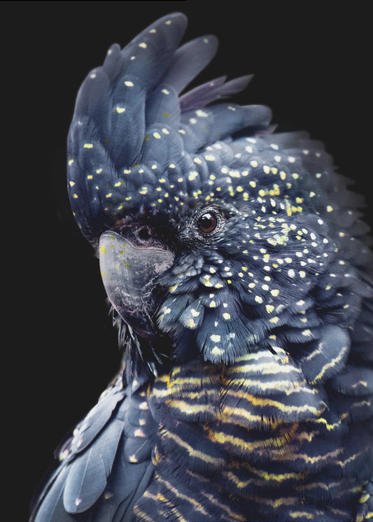 Blackcockatoo2 | Poster