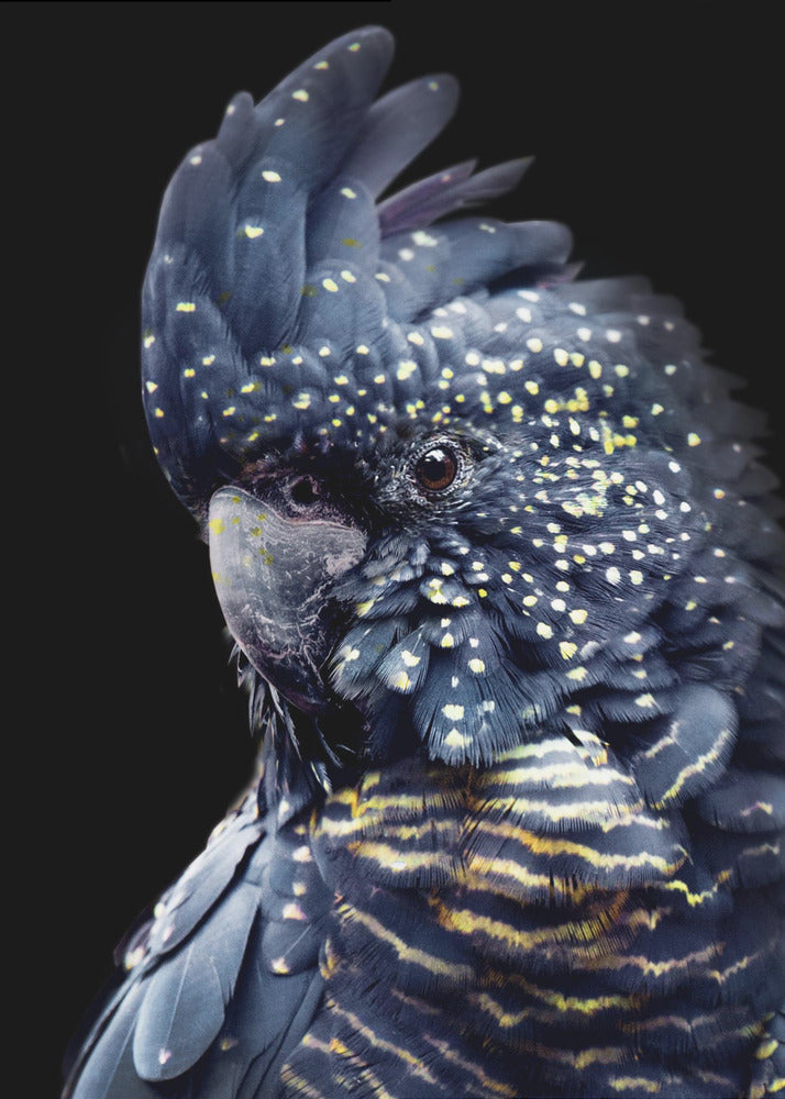 Blackcockatoo2 | Canvas