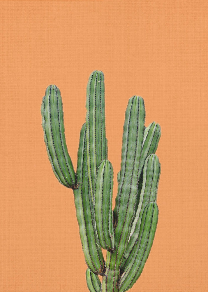 Orange Cactus | Poster
